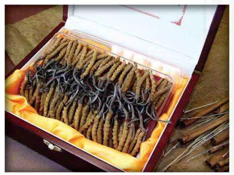 金沙冬虫夏草回收